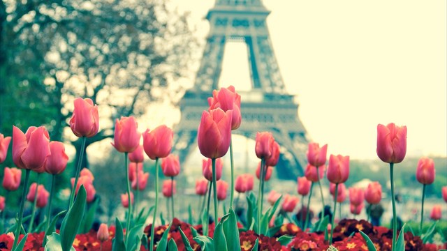 s_eiffelturm mit tulpen Kursleiter - Sylvie Camphausen - Spracheninstitut Universität Leipzig